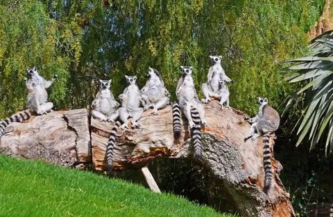 Bioparc Valencia