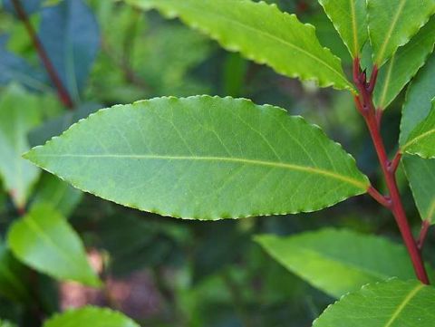 Laurel