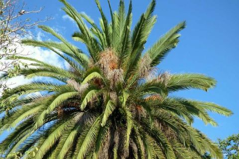 Palmera Canaria