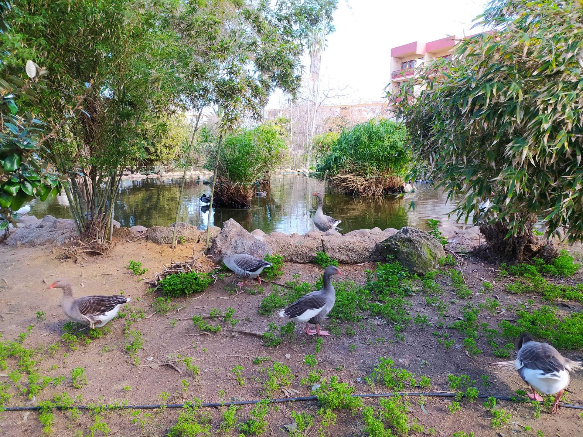 Botanische Route "Prudencio Navarro Park".