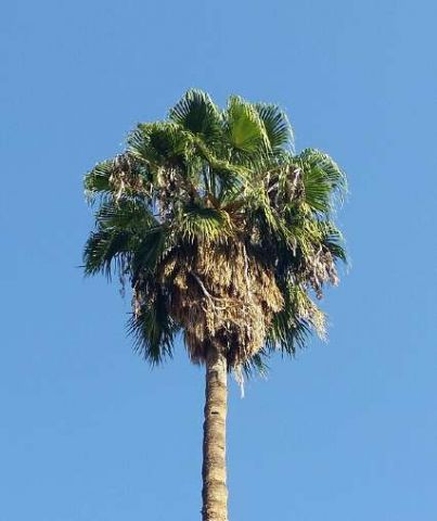 Washingtoniana o Palmera Mejicana