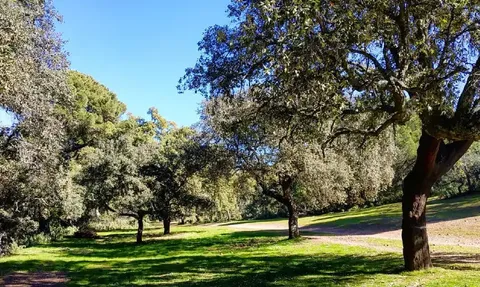 Arroyo del Bejarano