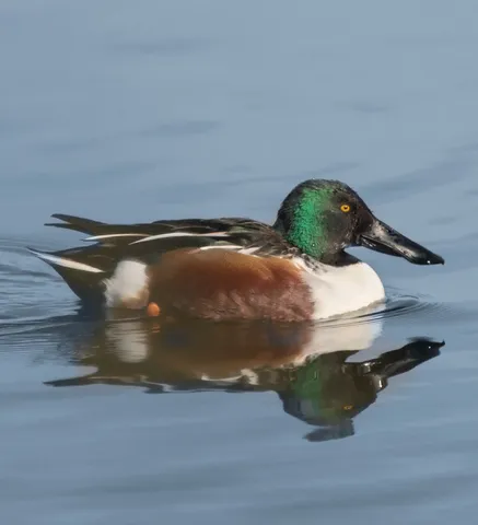 Cuchara europea