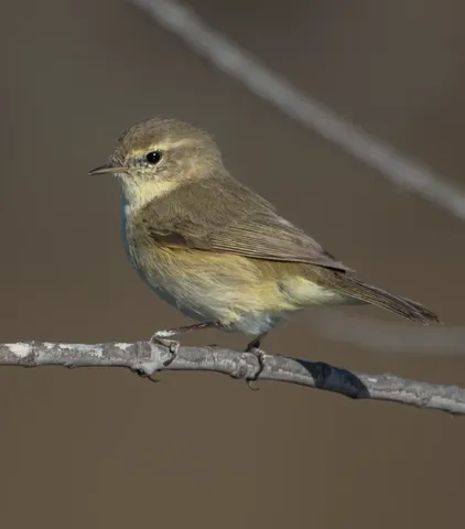 Mosquitero común
